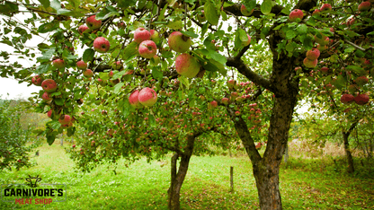 Apple BBQ Wood Pellets by Furtado Farms